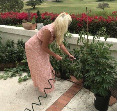 TØRSTE PLANTER: Maria og ektemannen Kamran skulle bare vanne datterens planter. Så oppdaget de noe rart. Foto: Skjermdump fra blogg / Maria Montazami TØRSTE PLANTER: Maria og ektemannen Kamran skulle bare vanne datterens planter. Så oppdaget de noe rart. Foto: Skjermdump fra blogg / Maria Montazami